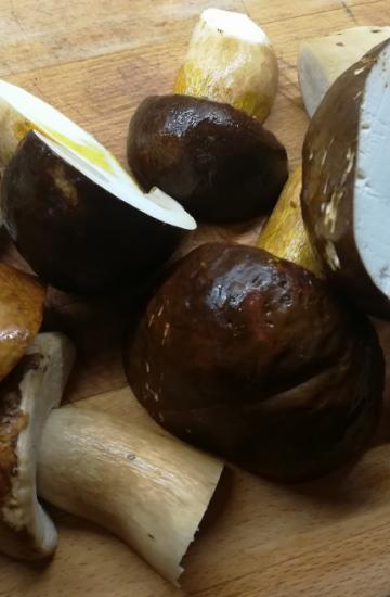 porcini