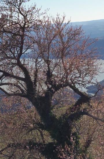 Lago di Corbara