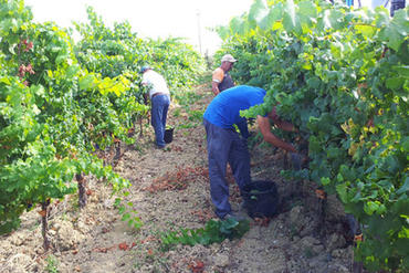 buy vinyard