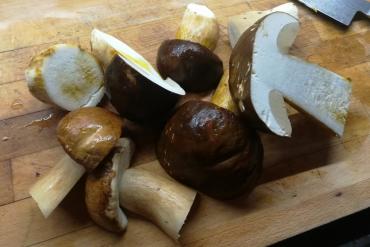 porcini