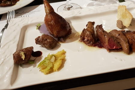 pigeon