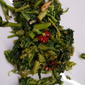 broccoletti