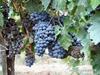 san giovese